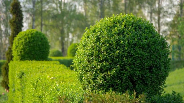 Garden Clearance by Canopy & Crown Tree Care