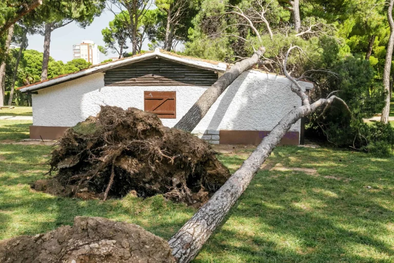 Garden Clearance project 2 — Canopy & Crown Tree Care