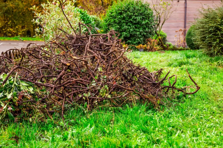 Garden Clearance project 3 — Canopy & Crown Tree Care