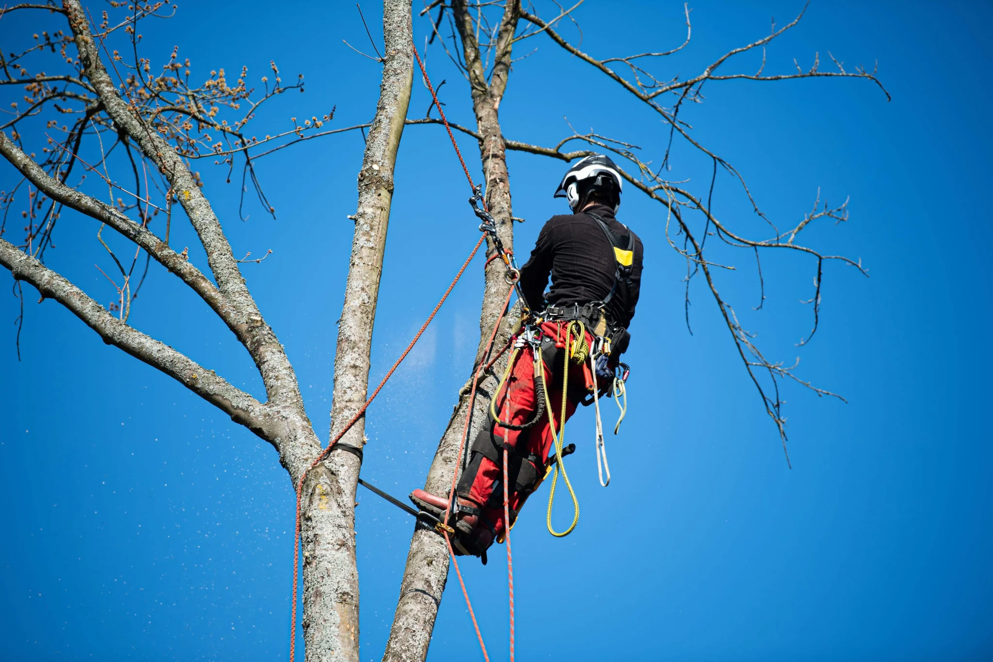 Canopy & Crown tree surgeon working in a cherry picker among tree branches