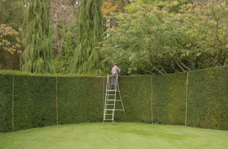 Tree Surgery by Canopy & Crown Tree Care