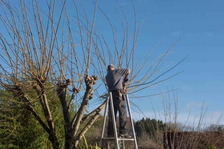 Tree Surgery project 2 — Canopy & Crown Tree Care