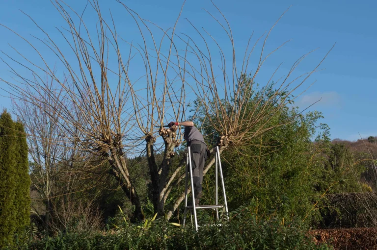 Tree Surgery project 3 — Canopy & Crown Tree Care