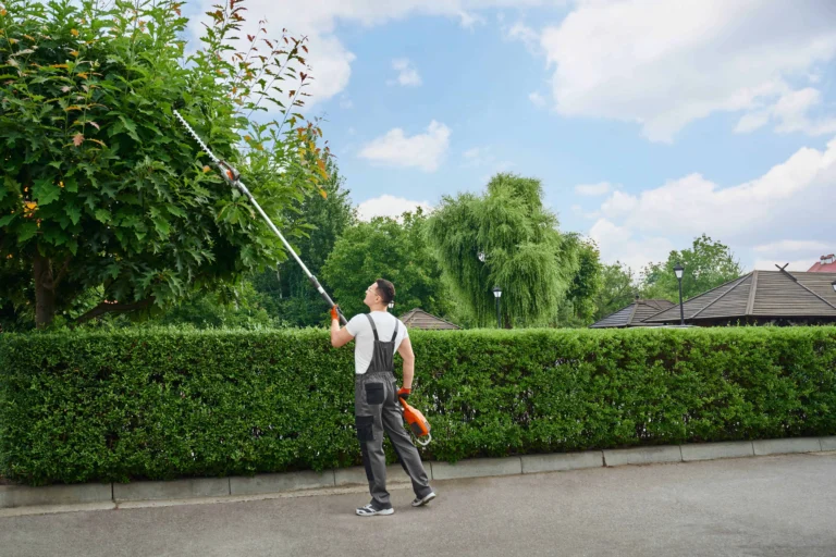 Tree Topping by Canopy & Crown Tree Care