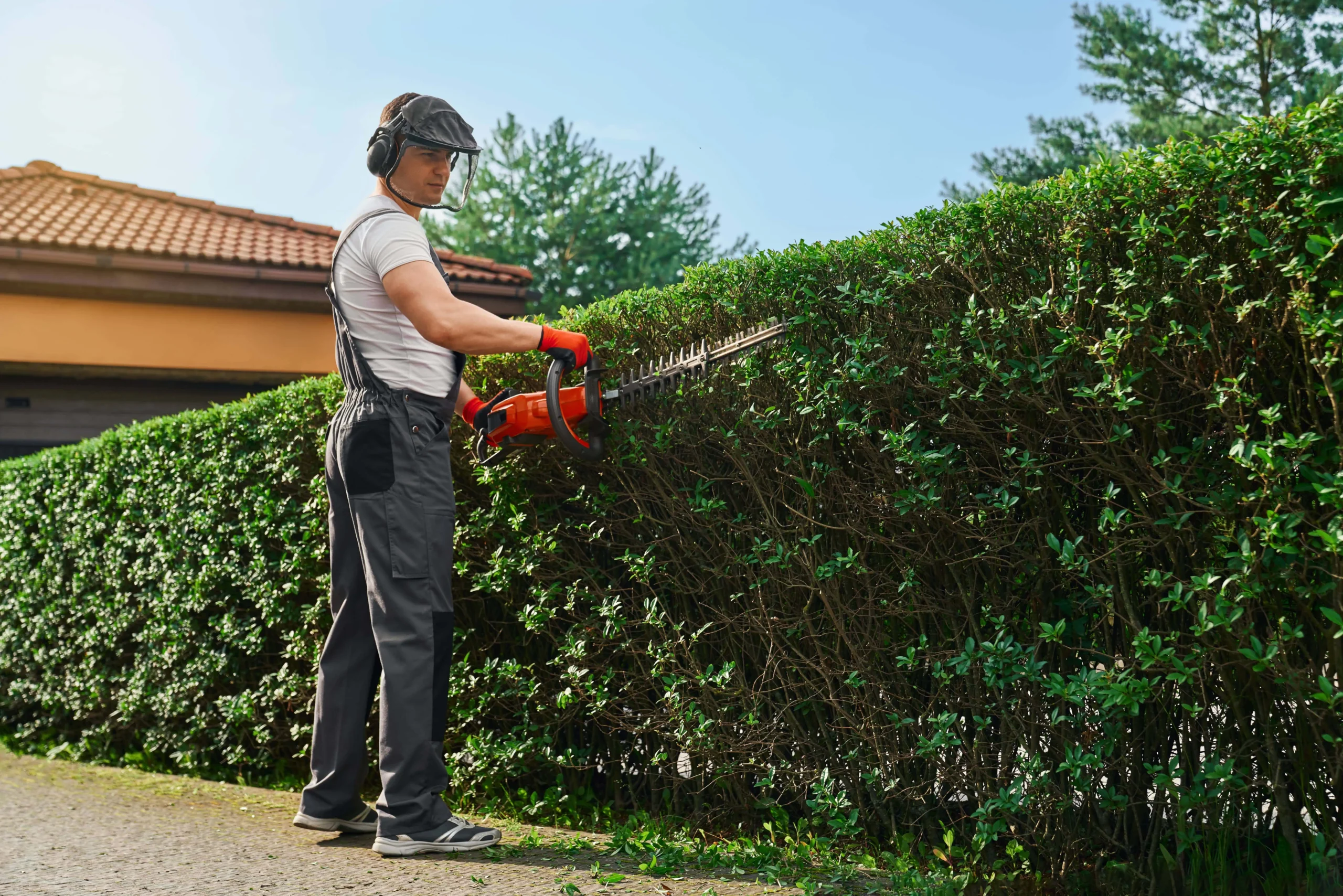 Tree Topping project 2 — Canopy & Crown Tree Care